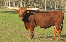 DANCING BULL