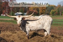 D/O Grand Passion