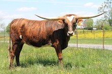 HL Cow Patty HL Cow Patty