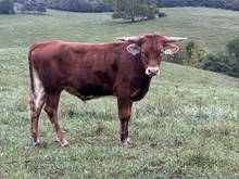 23-74 Steer