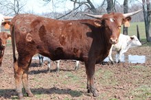 Roundup's Lone Star