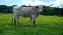 ZD Whelming Irish Vixen 109